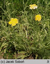 Achillea clypeolata