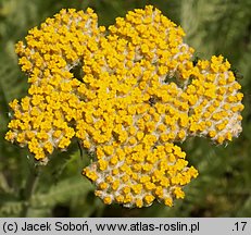 Achillea clypeolata