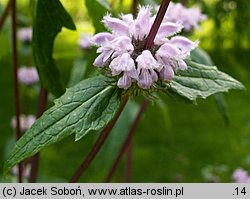 Phlomis tuberosa (żeleźniak bulwiasty)