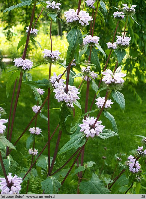 Phlomis tuberosa (żeleźniak bulwiasty)