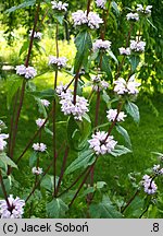 Phlomis tuberosa (żeleźniak bulwiasty)