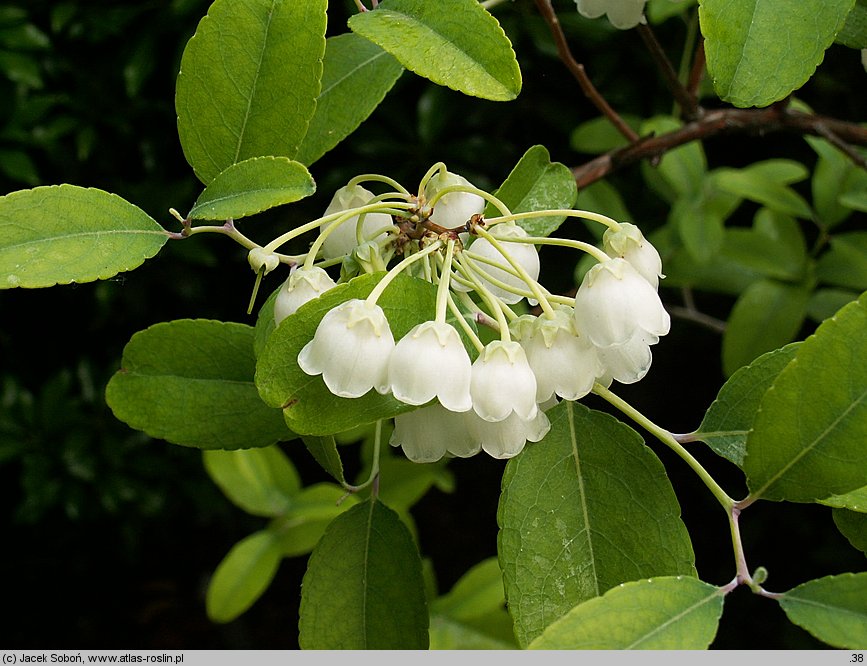 Zenobia pulverulenta (zenobia śniada)