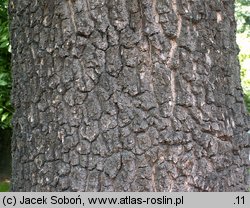 Fraxinus holotricha (jesion owłosiony)