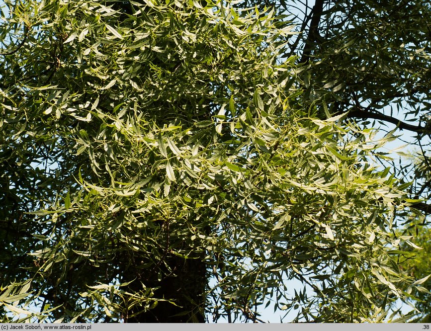 Fraxinus holotricha (jesion owłosiony)