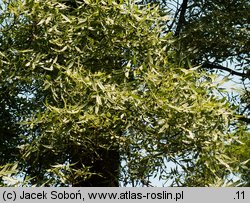 Fraxinus holotricha (jesion owłosiony)