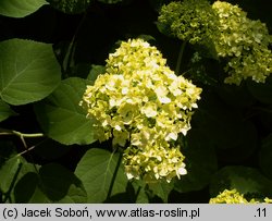 Hydrangea quercifolia (hortensja dębolistna)