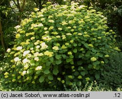 Hydrangea quercifolia (hortensja dębolistna)