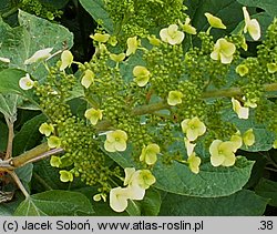 Hydrangea quercifolia (hortensja dębolistna)