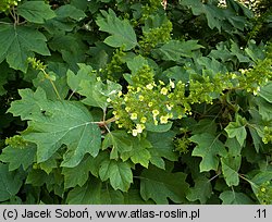 Hydrangea quercifolia (hortensja dębolistna)