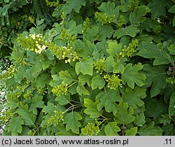 Hydrangea quercifolia (hortensja dębolistna)