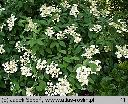 Hydrangea heteromalla (hortensja miękkowłosa)