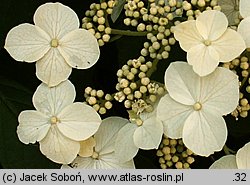 Hydrangea heteromalla (hortensja miękkowłosa)