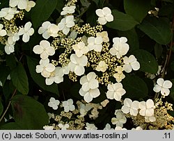 Hydrangea heteromalla (hortensja miękkowłosa)