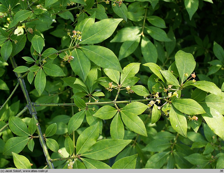 Euonymus alatus (trzmielina oskrzydlona)