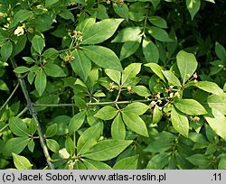 Euonymus alatus (trzmielina oskrzydlona)