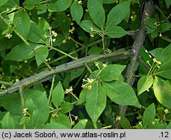 Euonymus alatus (trzmielina oskrzydlona)