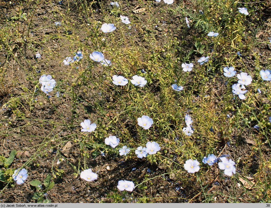 Linum austriacum (len austriacki)