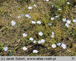 Linum austriacum (len austriacki)