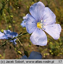 Linum austriacum (len austriacki)