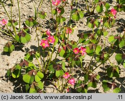 Oxalis tetraphylla (szczawik czterolistny)