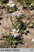 Aster tongolensis