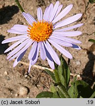 Aster tongolensis