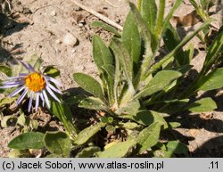 Aster tongolensis