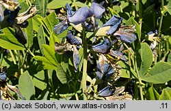 Baptisia tinctoria