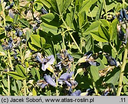 Baptisia tinctoria