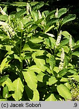 Phytolacca acinosa (szkarłatka jagodowa)