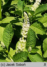 Phytolacca acinosa (szkarłatka jagodowa)