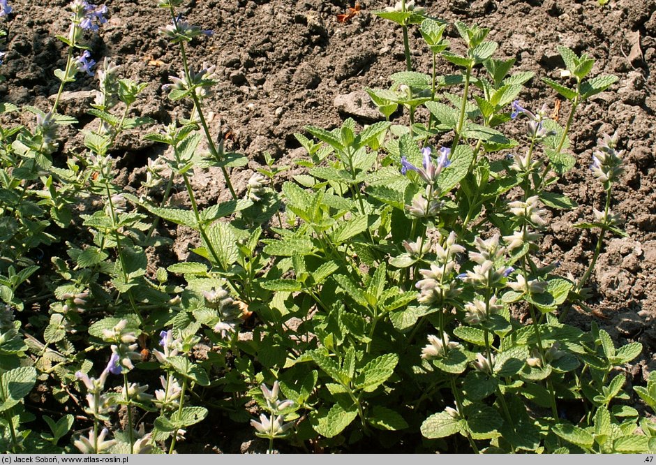 Nepeta racemosa (kocimiętka groniasta)