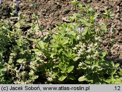 Nepeta racemosa (kocimiętka groniasta)