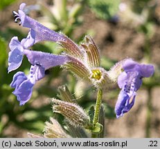 Nepeta racemosa (kocimiętka groniasta)