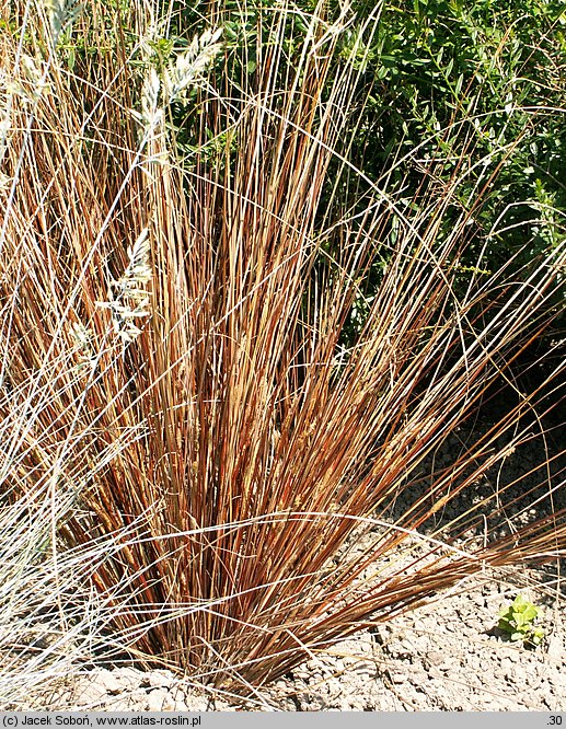 Carex buchananii (turzyca Buchanana)