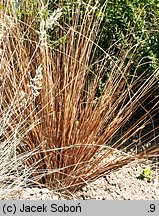 Carex buchananii (turzyca Buchanana)