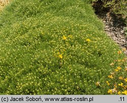 Echinospartum horridum (janowiec sterczący)