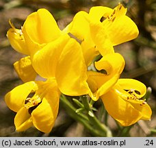 Genista radiata (janowiec promienisty)