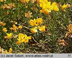 Genista radiata (janowiec promienisty)