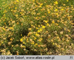 Genista radiata (janowiec promienisty)