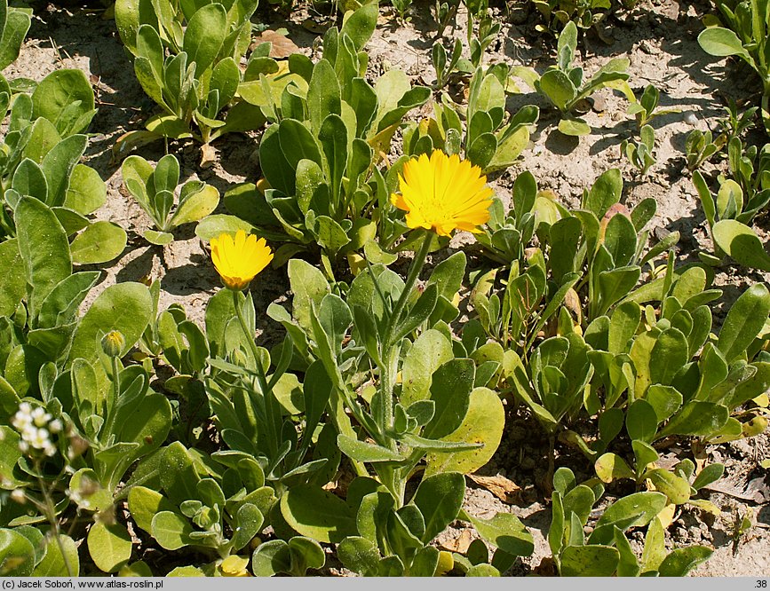 Calendula suffruticosa