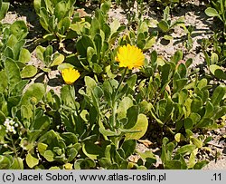 Calendula suffruticosa