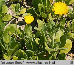 Calendula suffruticosa