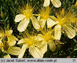 Hypericum olympicum (dziurawiec olimpijski)