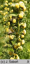 Artemisia rupestris