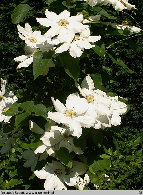 Clematis Toki