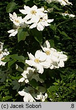 Clematis Toki