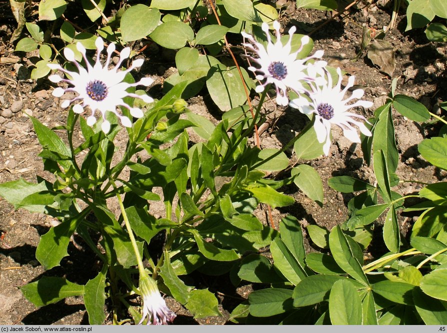 Osteospermum ecklonis Vega