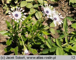 Osteospermum ecklonis Vega