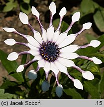 Osteospermum ecklonis Vega